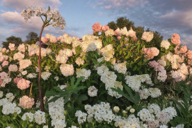 Vanilla Strawberry Hydrangea Cuttings – Unrooted Hydrangea paniculata Propagation Stems for Garden, Flowering Shrubs, Full Sun