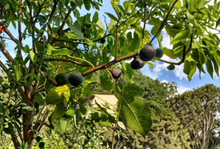 Calderona MP Fig Tree Cutting 8 Inch Unrooted Propagation Fruit Tree Ficus carica