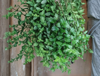 Tradescantia Fluminensis Aurea Cuttings – Golden Wing Indoor Trailing Houseplant, Unrooted Propagation Starter