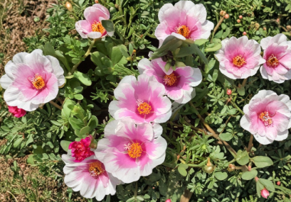 Pink and White Jumbo Samba Portulaca Cuttings, Trailing Moss Rose, Unrooted Live Plant Stems, Full Sun, Drought Tolerant