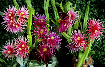 Dragon Fruit Unrooted Cuttings – 8-14 Inch Pitaya Cactus Plant for Propagation, Selenicereus spp.