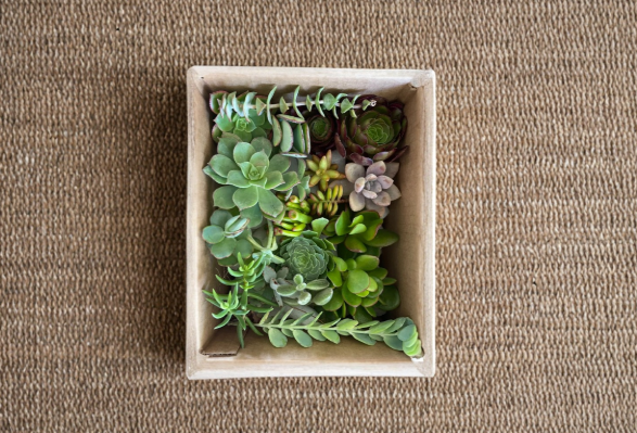 Assorted Succulent Cuttings Pack – 15 Varieties, Live Drought-Tolerant Indoor Outdoor Plants, Propagation, Container Gardening