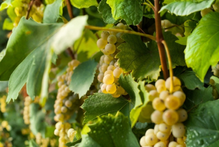 Welschriesling Grape Cuttings Set of 2 Vitis vinifera Unrooted for Grafting or Propagation
