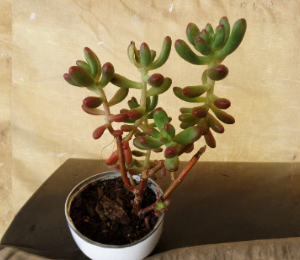 Sedum Pachyphyllum Jelly Bean Succulent Cuttings Set of 5 Unrooted 4 Inch Plants for Propagation
