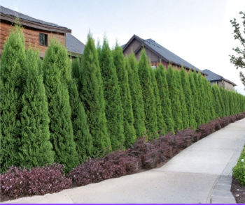 Emerald Green Arborvitae Cuttings 10-15 cm Unrooted Thuja occidentalis Evergreen Shrub for Propagation