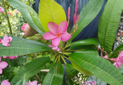 Plumeria Cutting Unrooted 8-10 Inch Single Tip for Propagation Frangipani Tropical Plant