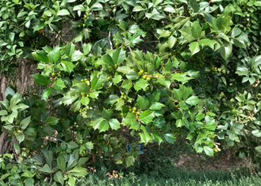 American Holly Unrooted Cuttings 75+ Ilex opaca Evergreen Tree Propagation Material