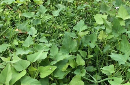 Sweet Potato Slips Organic Beauregard Ipomoea batatas Live Cuttings for Planting