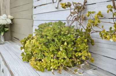 2 Jade Plant Cuttings Crassula Ovata Thick Succulent 4-6 Inch Unrooted for Propagation