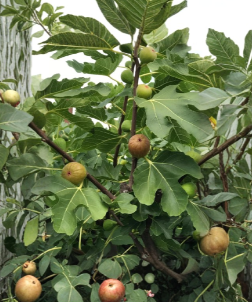 Celeste Fig Cuttings 2 Pack Ficus carica Fresh Fruit Tree Stems with Willow Water for Rooting