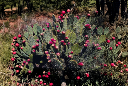 Prickly Pear Cactus Cutting Unrooted Pad Opuntia chlorotica Succulent for Propagation Desert Plant