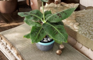 Tiny Banana Plant Starter – Musa ‘Truly Tiny’ Dwarf Tropical Foliage Plant, Green, Rooted Starter