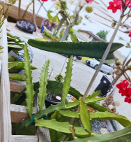 Desert King Dragon Fruit Cutting 8-12 Inch Selenicereus spp. for Rooting & Propagation, Climbing Fruit Cactus Stem