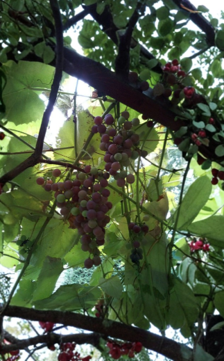Catawba Grape Cuttings 12-14 Inch Vitis labrusca for Rooting and Grafting, Pinkish-Red Fruit, Climbing Vine, Perennial Plant