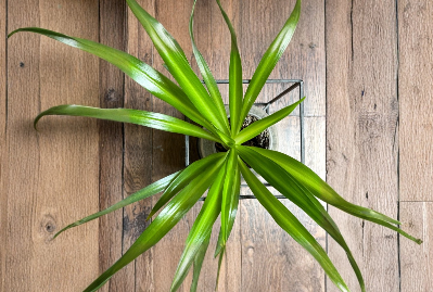 Solid Green Spider Plant Pups 3-5 Inches Chlorophytum Comosum Unrooted Cuttings Indoor Houseplant