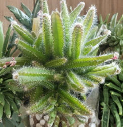 Dog Tail Cactus Cuttings Set of 4 | Aporocactus flagelliformis Unrooted Succulent Propagation Cuttings