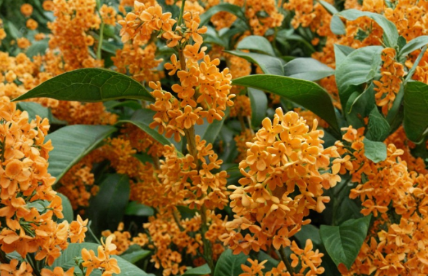 Apricot Echo Sweet Olive Plant | Osmanthus fragrans Rooted Starter Shrub with Fragrant Apricot Flowers for Garden or Container