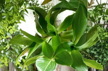 Live Rooted Callisia Fragrans Basket Chain Plant - Trailing Indoor Houseplant, Easy Care, Green Foliage