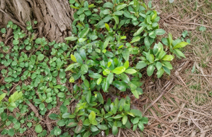 Rooted Water Oak Saplings 12-20 Inches Quercus nigra Native Southeastern Shade Tree Plants
