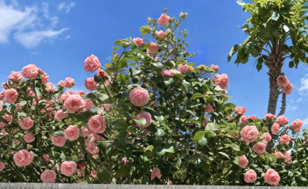 Camellia japonica Cuttings - Pink & White Unrooted Propagation Plants, Ornamental Evergreen Shrubs