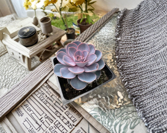 Echeveria Dusty Rose Succulent Cuttings – Pink Rosette Live Plant for Propagation, 3-4 Inches