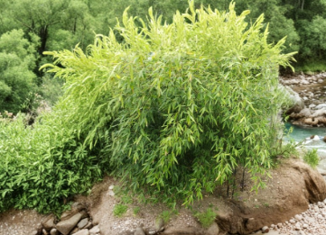 Black Bamboo Cutting Plant Unrooted Stem for Garden Fence & Privacy Screen Phyllostachys nigra