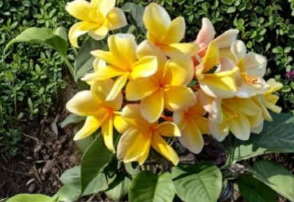 Yellow Plumeria Aztec Gold Cutting – Unrooted Tropical Frangipani Flowering Plant Starter