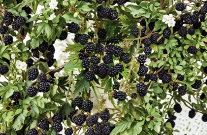 Natchez Thornless Blackberry Starter Plugs 10 Pack Rubus spp. Fruit Cane, Perennial, Thornless, Full Sun, Well-Draining Soil