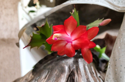 Rooted Thanksgiving Christmas Cactus Live Houseplant - Schlumbergera spp. Indoor Tropical Plant