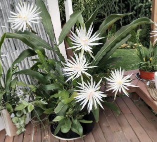 Epiphyllum Hookeri Strictum Cuttings – Orchid Cactus Night Blooming Cereus Propagation Material