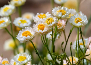 Winged Everlasting Seeds Ammobium alatum 100 Pack White Dried Flowers for Gardens & Crafts