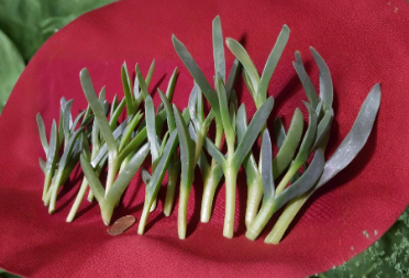 Ice Plant Cuttings 17 Pack | Carpobrotus edulis Succulent Groundcover | Coastal Pigface Trailing Succulent