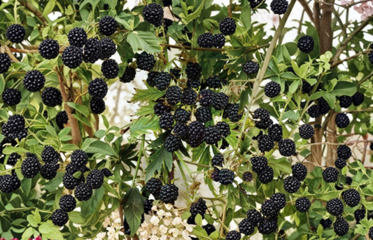 10 Natchez Thornless Blackberry Starter Plugs | Rubus Fruit Bush for Home Garden & Berry Patch