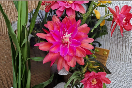Epiphyllum Marmalade Punch Unrooted Cuttings – Vibrant Orange Orchid Cactus Stem Segments for Propagation