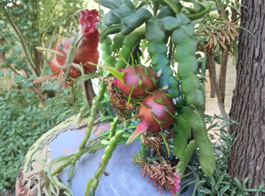 Red Dragon Fruit Cuttings Hailey’s Comet 2 Pieces 9-14 Inch Unrooted Pitaya Cactus for Growing