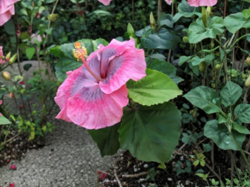 Unforgettable Hibiscus Cuttings Tropical Flowering Plant Stems for Propagation Hibiscus rosa-sinensis
