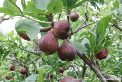 Fig Tree Cutting 10 Inch Hardwood Stem Ficus carica Live Plant Propagation Unpotted
