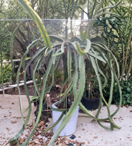 Dragon Fruit Cuttings 7-9 Inches Yellow Pitaya Climbing Cactus for Propagation Selenicereus spp.