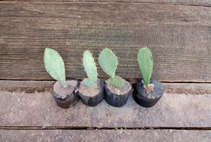 Live Prickly Pear Cactus Cutting Opuntia spp. for Propagation, Desert Plant, Drought Tolerant, Full Sun, Well-Draining Soil
