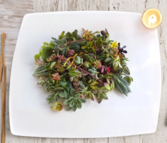 Assorted Succulent Cuttings Pack | Live Plant Variety Mix for Propagation & Indoor Outdoor Gardens