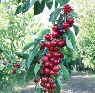 Sweet Cherry Tree Cuttings 5 Pack Unrooted Prunus avium Fruit Propagation 7-9 Inches