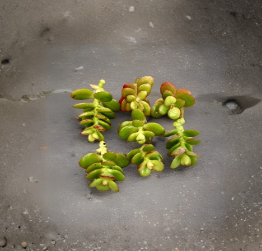 Mini Jade Plant Cuttings 3 Inches Crassula ovata Succulent Unrooted Stems for Propagation