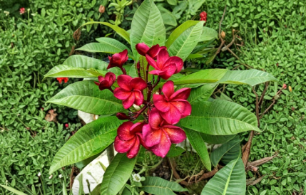Plumeria Cutting | Unrooted Stem for Propagation | Frangipani Tropical Flowering Tree | Plumeria spp.