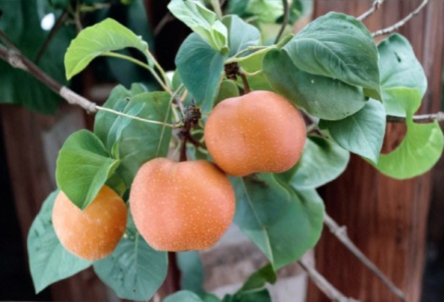 Chojuro Asian Pear Scionwood – 5 Fresh Unrooted Grafting Cuttings for Pyrus pyrifolia Propagation