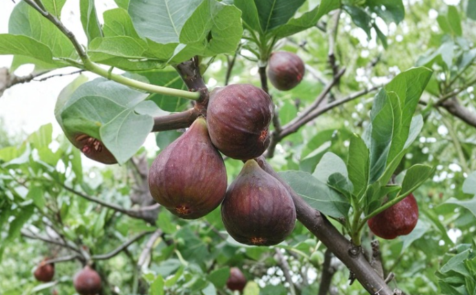 Hardy Chicago Fig Tree Cuttings 6-12 Inch Ficus Carica Organic Grafting Propagation