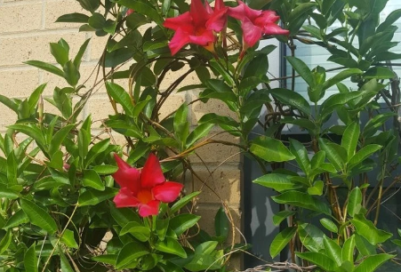 Red Mandevilla Cuttings Unrooted 6-7 Inch Tropical Climbing Vine for Garden & Container, Mandevilla spp.