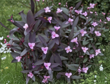 Purple Heart Tradescantia Pallida Unrooted Cuttings Set of 5 - Ornamental Indoor Outdoor Vine