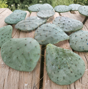 Set of 3 Rooted Long Spined Prickly Pear Cactus Pads Opuntia engelmannii Live Plants