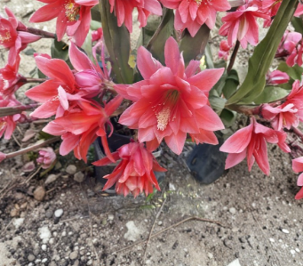 Red Orchid Cactus Cuttings 4-8 Inch Disocactus ackermannii Epiphytic Plant for Propagation