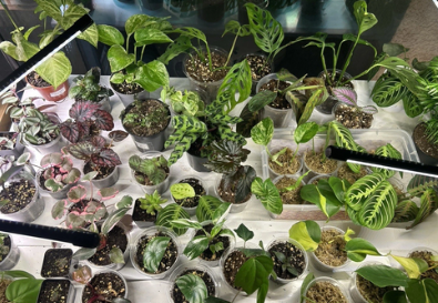 Indoor Houseplant Starter Pack – Assorted Rooted Plants Bundle with Pothos, Philodendron, Syngonium, Peperomia, Beginner-Friendly